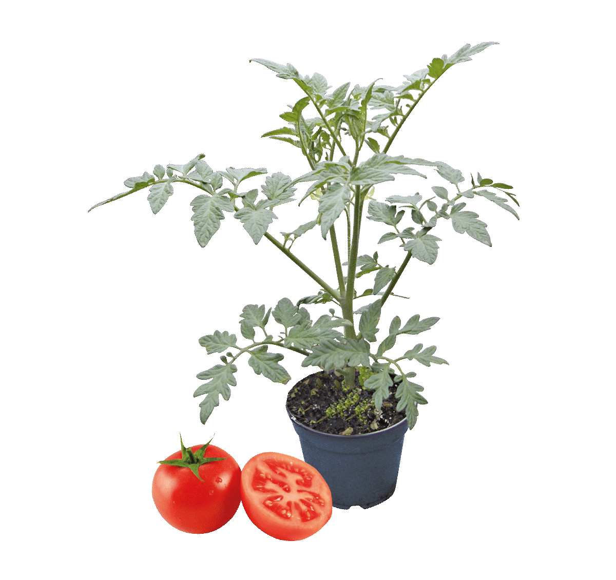 K375233-Tomate-10er-Topf
